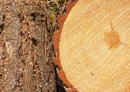 Cách nhận biết gỗ thông đỏ “ cực kỳ đơn giản”