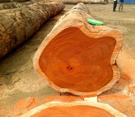 Bật mí: Cách nhận biết gỗ thông đỏ “ cực kỳ đơn giản”