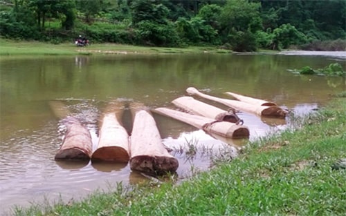 Ngâm gỗ xuống nước để xử lí gỗ bị mối mọt