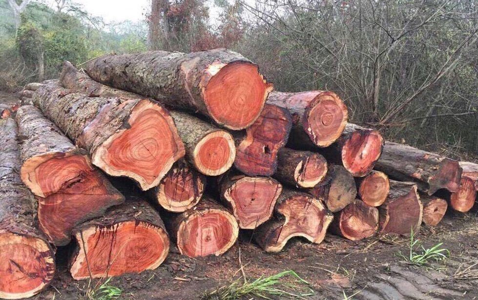 Tổng quan về gỗ giáng hương