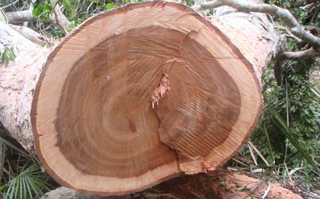 Vân gỗ xoan đào